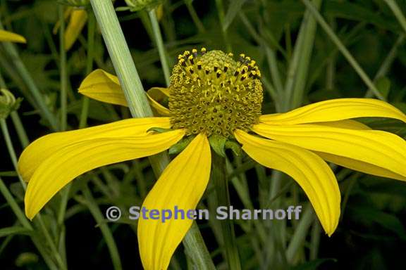 rudbeckia laciniata graphic